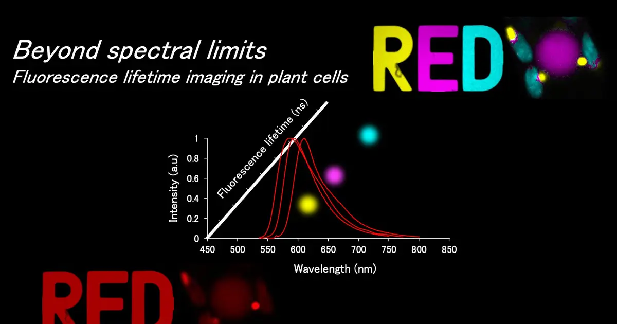 Beyond color: Fluorescence lifetime imaging distinguishes multiple proteins in living plant cells