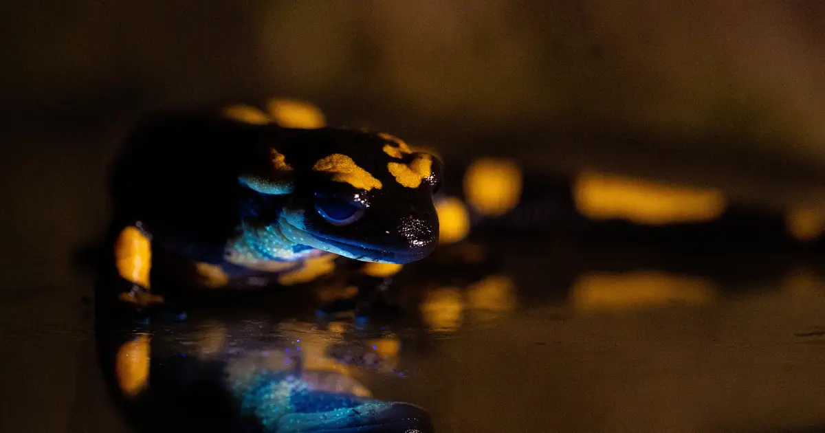 Fire salamanders reveal hidden turquoise glow when exposed to UV radiation