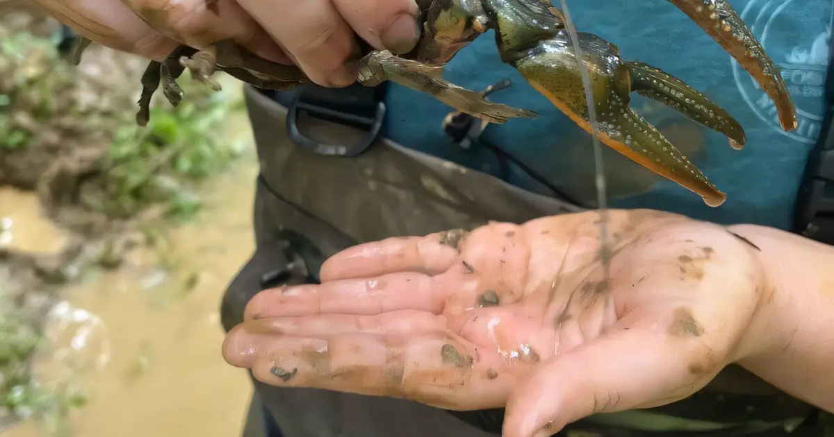 Biologists battle over North America's largest crayfish