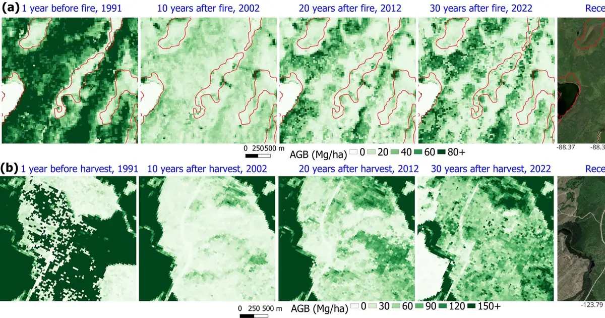 Biologists improve biomass mapping tools to better track carbon storage