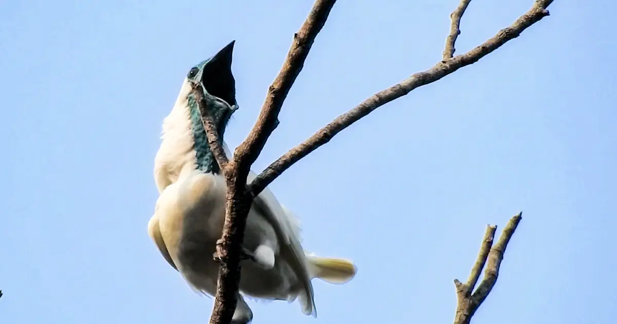 Biologists may have discovered two of the world's loudest birds