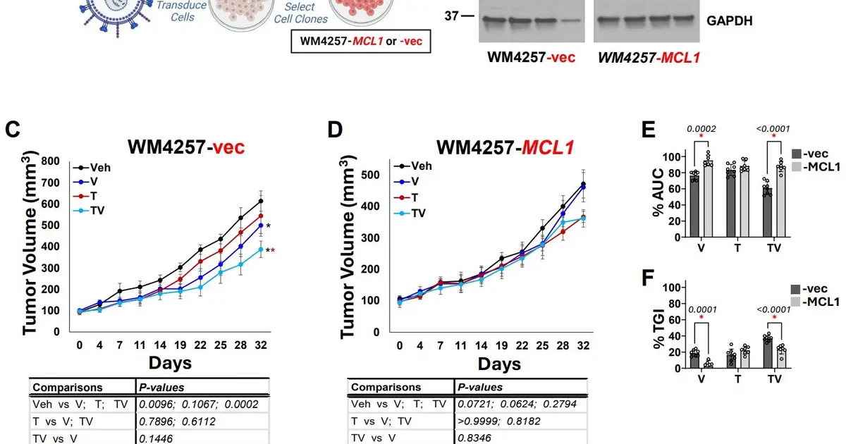 Biomarker-matched drug combos shrink treatment-resistant melanoma in preclinical models
