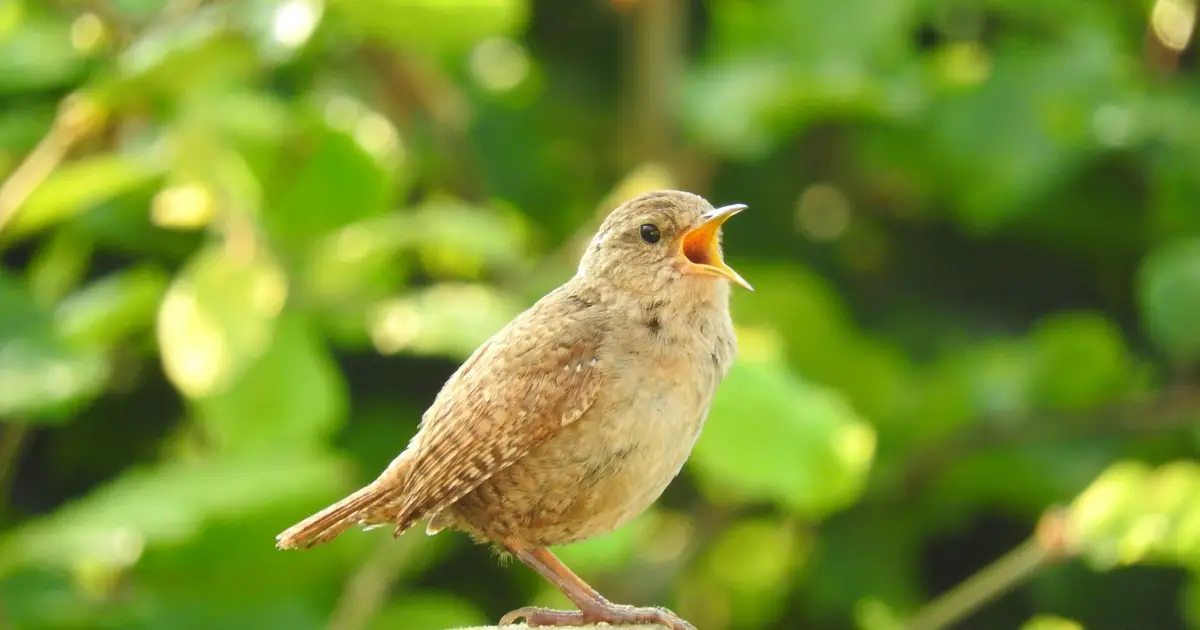 Even low-level traffic noise can reduce birdsong's stress-relieving effects