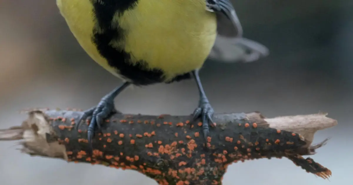How to feed your garden birds without spreading disease