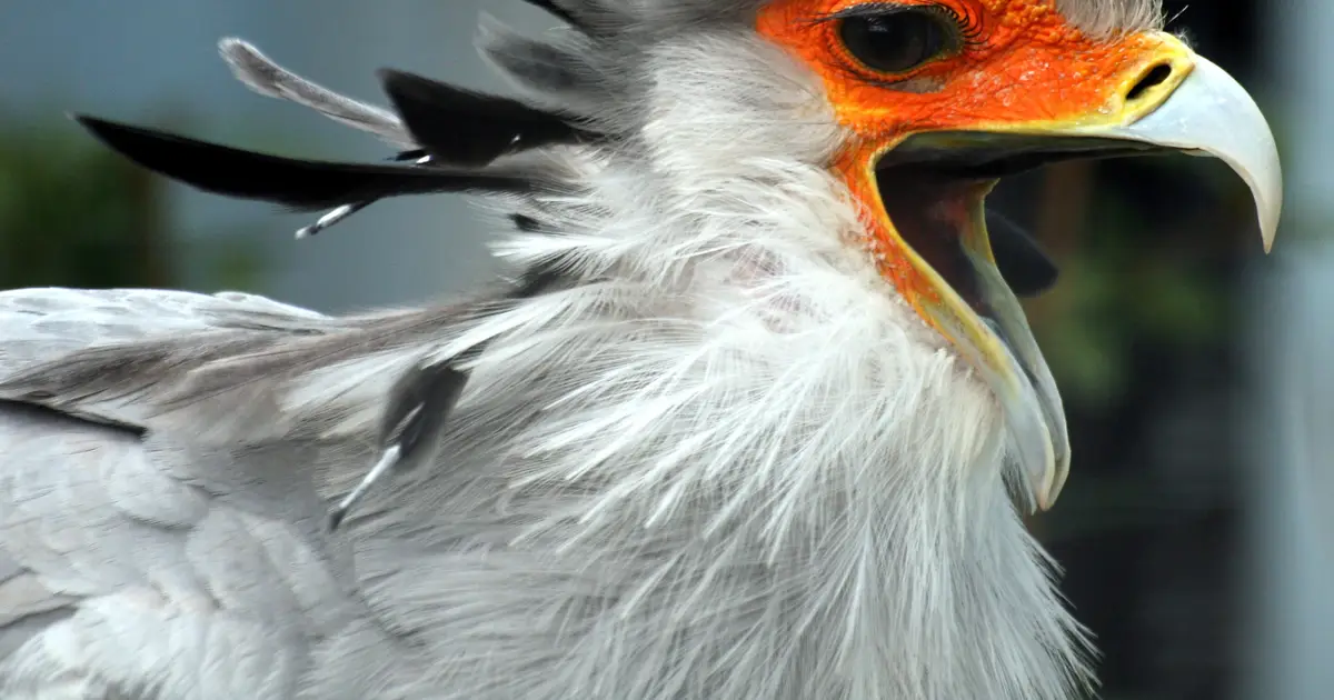 Birds of prey in South Africa are in trouble—a study analyzes data from 16 years of road counts