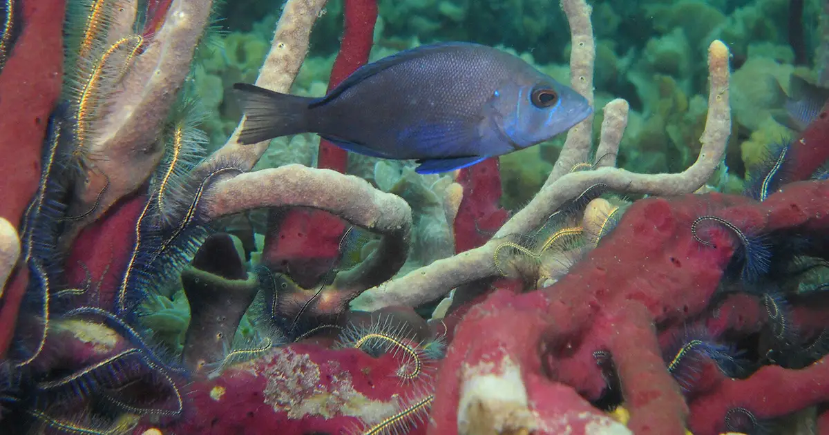 DNA reveals chemosynthesis genes in bacteria living on coral reef fish gills