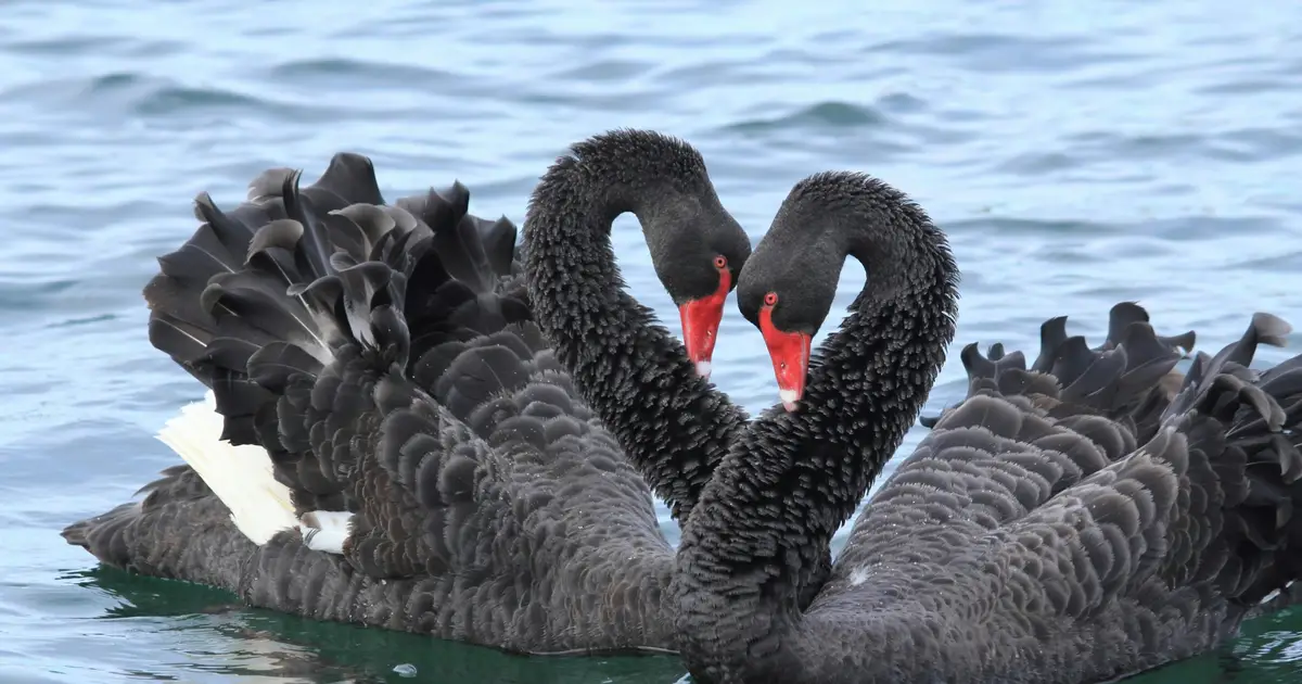 We don't know how well threatened species fight off bird flu—but we need to