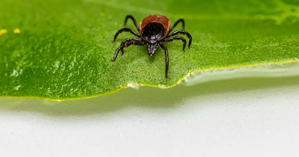 Can a tick bite create a meat allergy and increase heart disease risk?