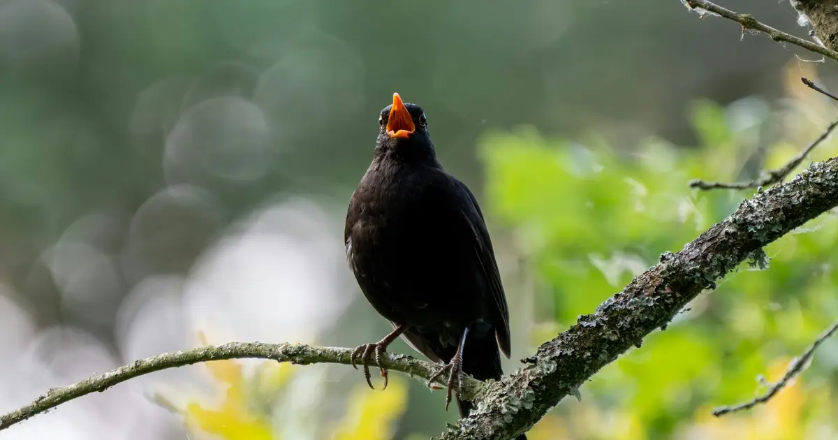 Scientists discover the key ingredients that make birdsong pretty