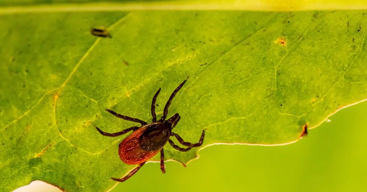 Another tick-borne disease to avoid: Anaplasmosis in Canada