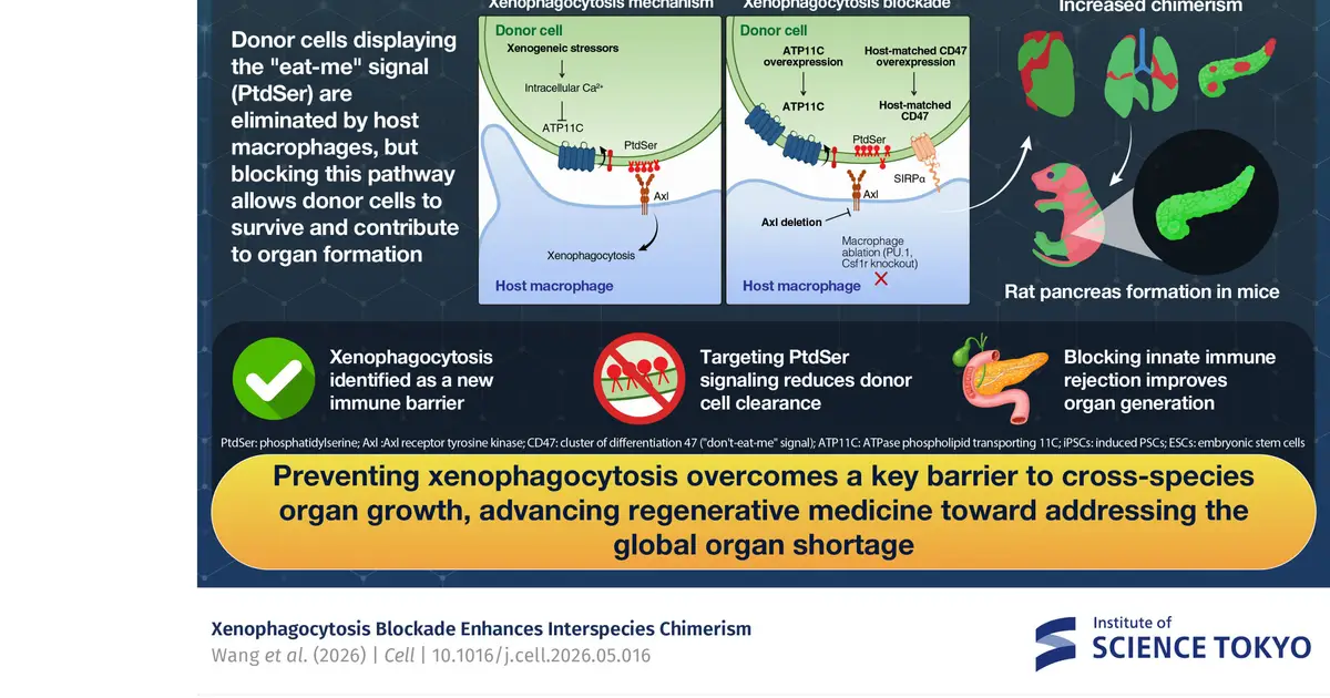 New immune-blocking strategy improves interspecies organ generation