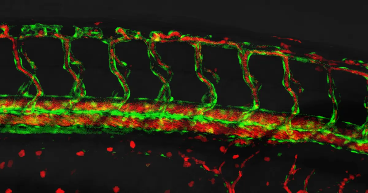 Blood vessel building revealed: Cells push, anchor and pull to connect flowing channels