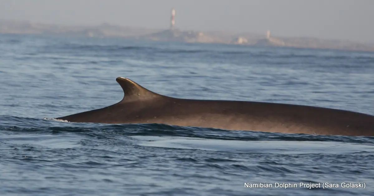 After commercial whaling nearly erased them, blue and fin whales are slowly reclaiming the southeast Atlantic