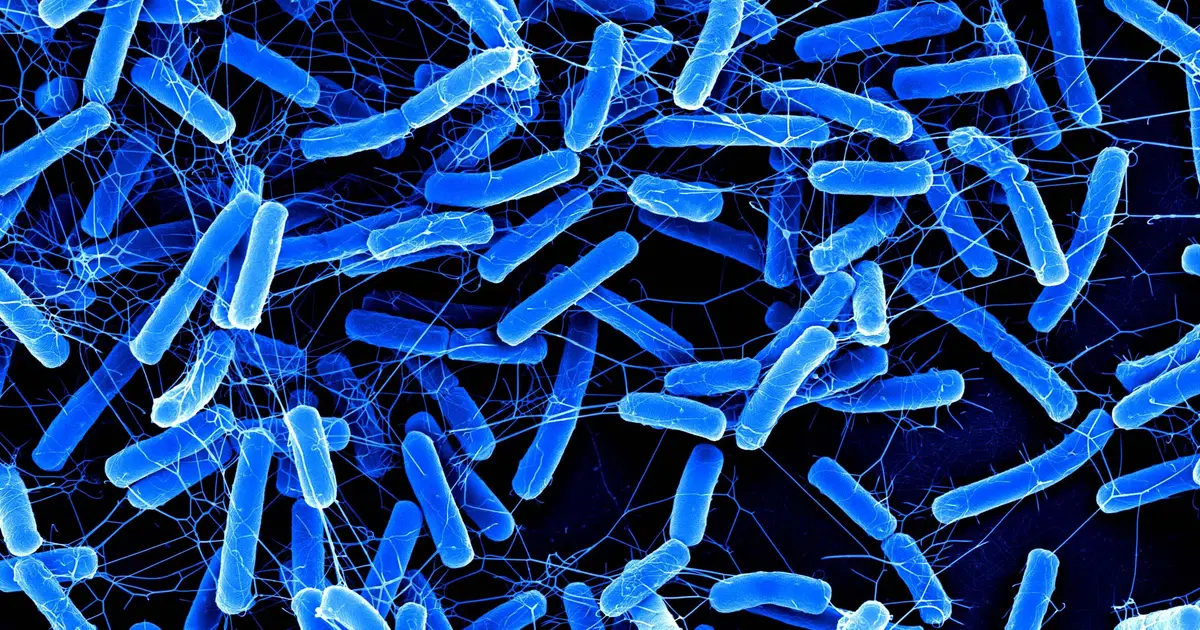 Natural compound shows promise against C. difficile while largely sparing healthy gut bacteria