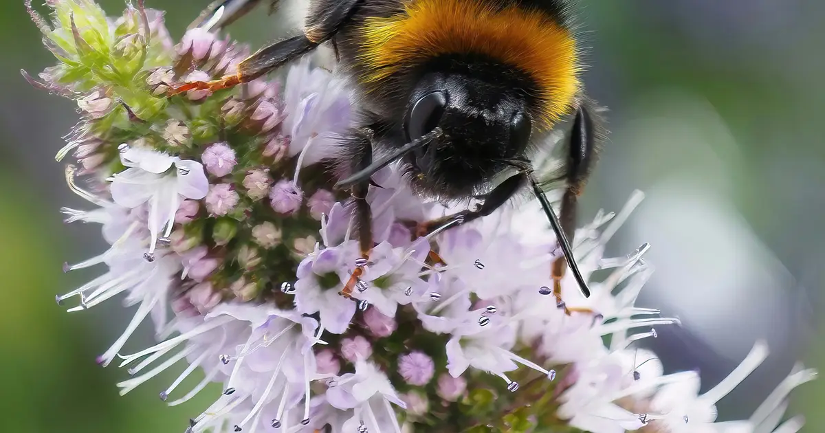 Big bees have the most to lose as global CO₂ levels rise: New research