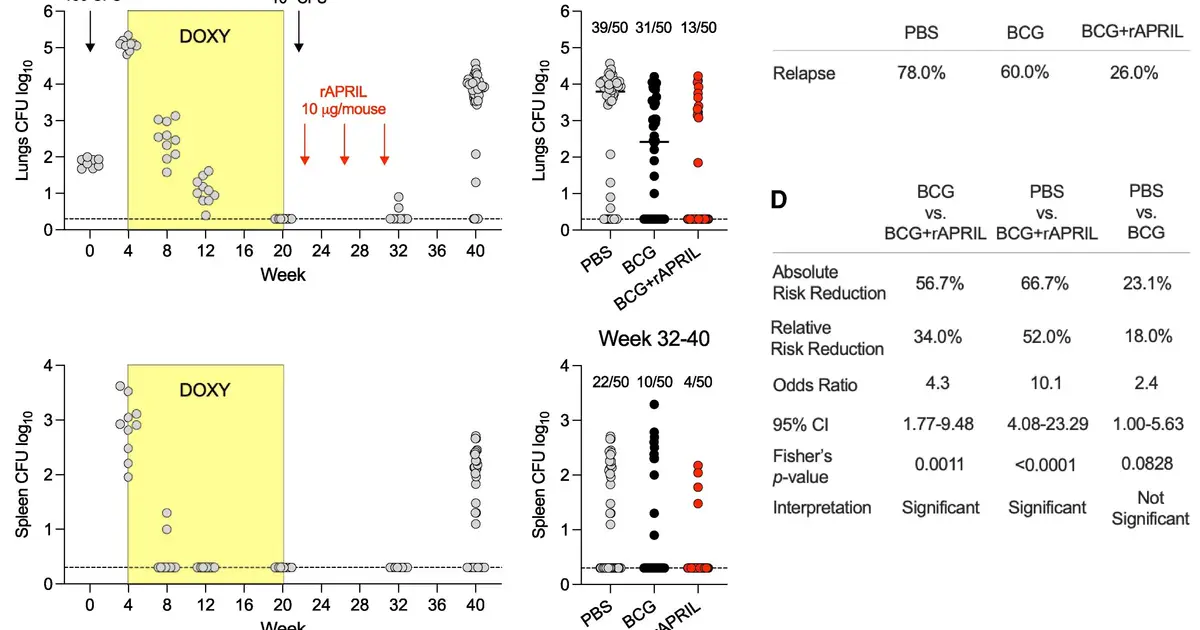 Boosted Bacille Calmette-Guérin vaccine strategy significantly reduces tuberculosis relapse, scientists find