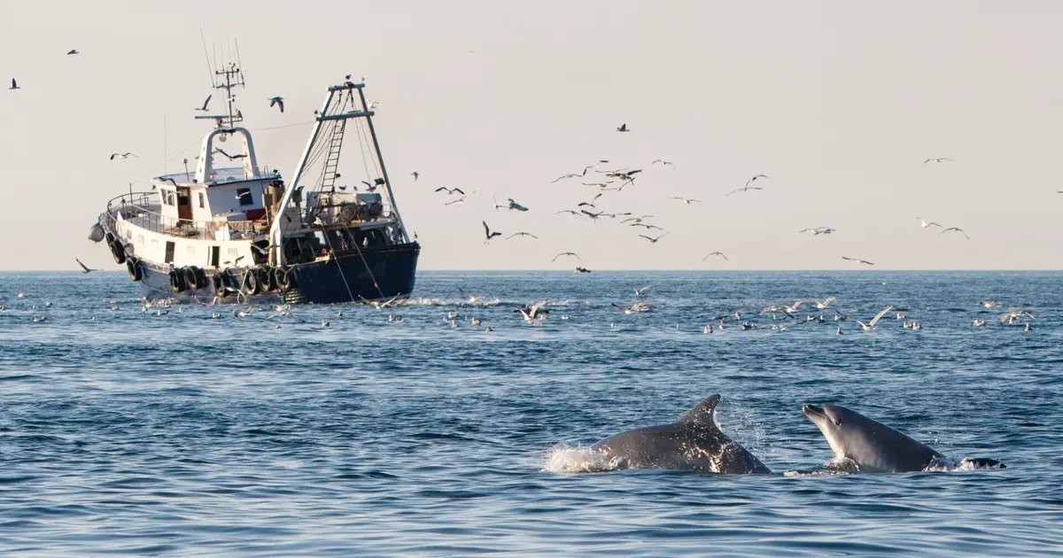 Bottlenose dolphins in the Adriatic Sea seem to be heavily reliant on trawlers for food