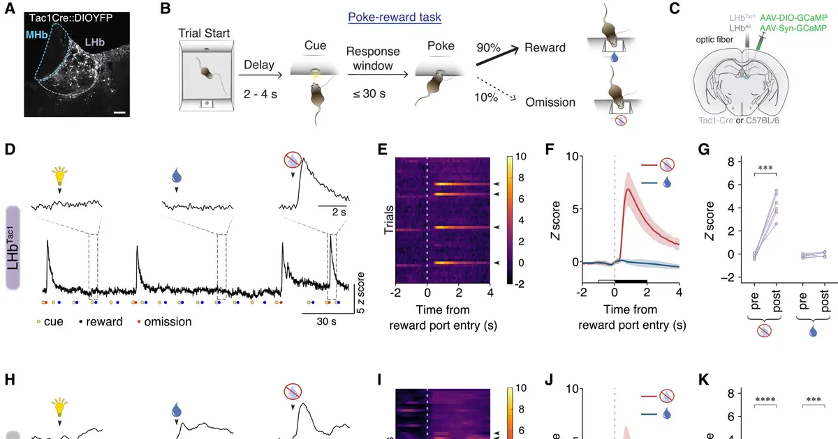 Brain cells fine-tuned to disappointment may inspire new therapies for depression and addiction