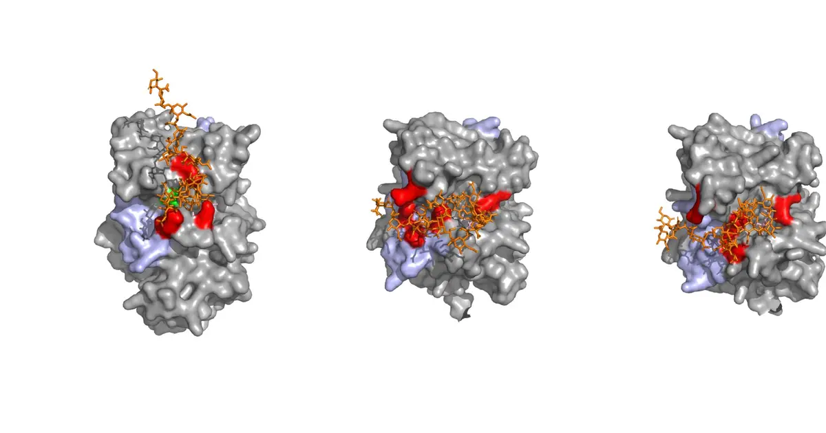 Brain enzyme caught doing something unexpected—it builds polysialic acid on itself