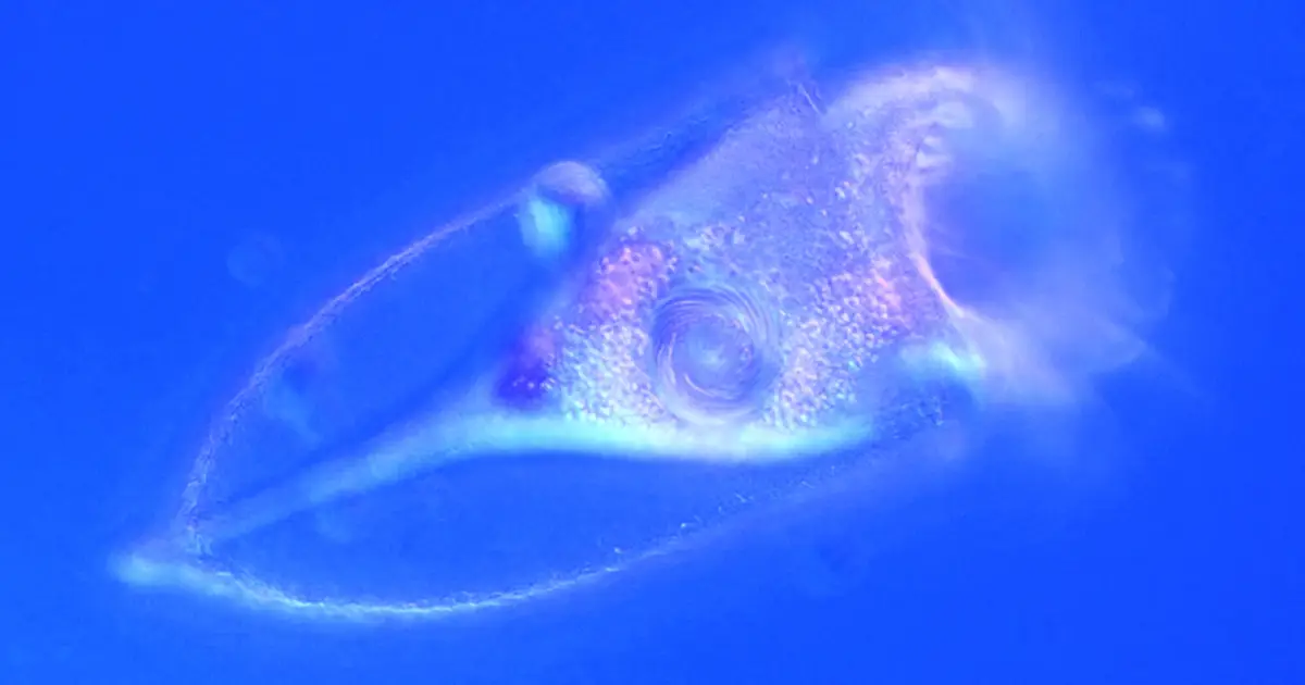 Centuries-old planktonic shell mystery solved with discovery of self-assembling proteins