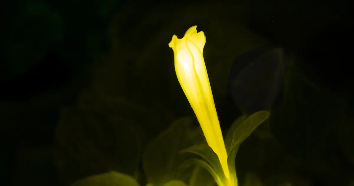 Glowing plants reveal immune responses around infection sites via two colors