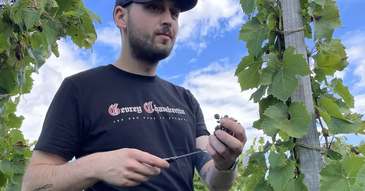 Bright people know more about wine: How higher intelligence is reflected in deep domain knowledge