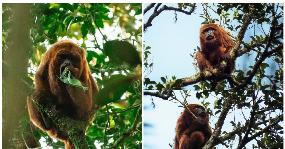 Brown howler monkeys rest more on long, hot days and when feeding on leaves