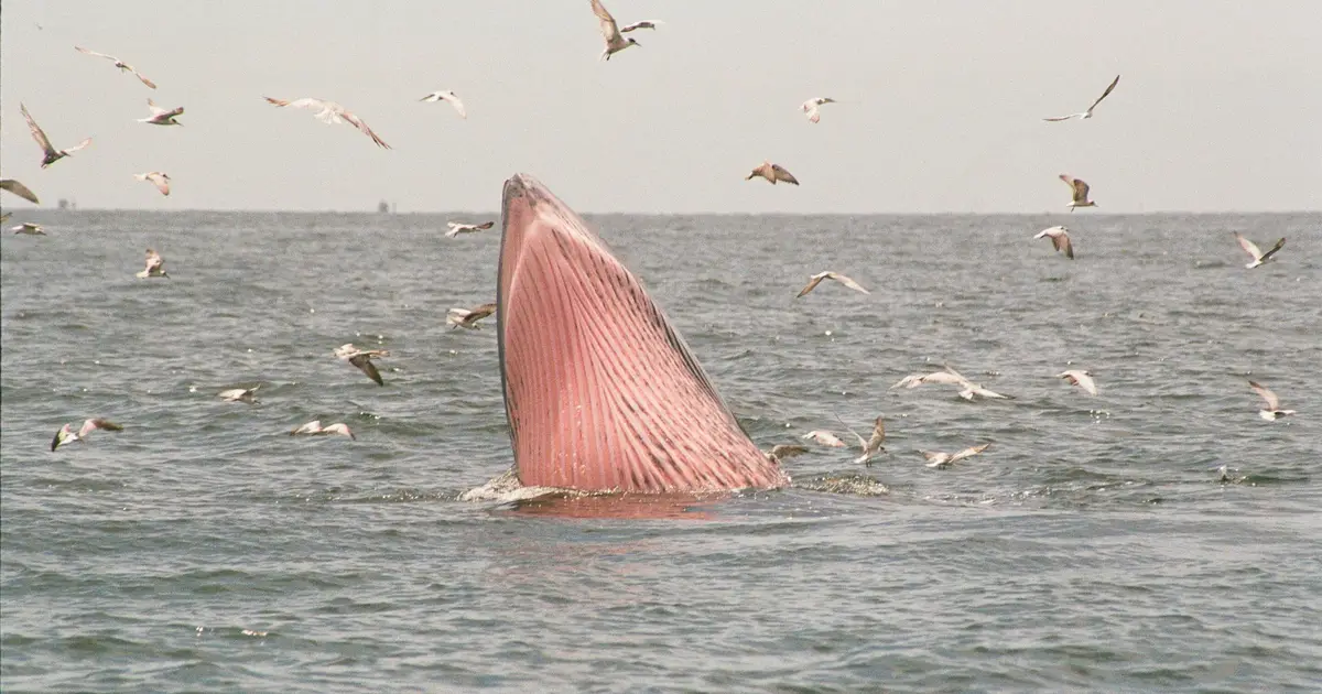AI model 'hears' Bryde's whale calls in seismic data from South China Sea