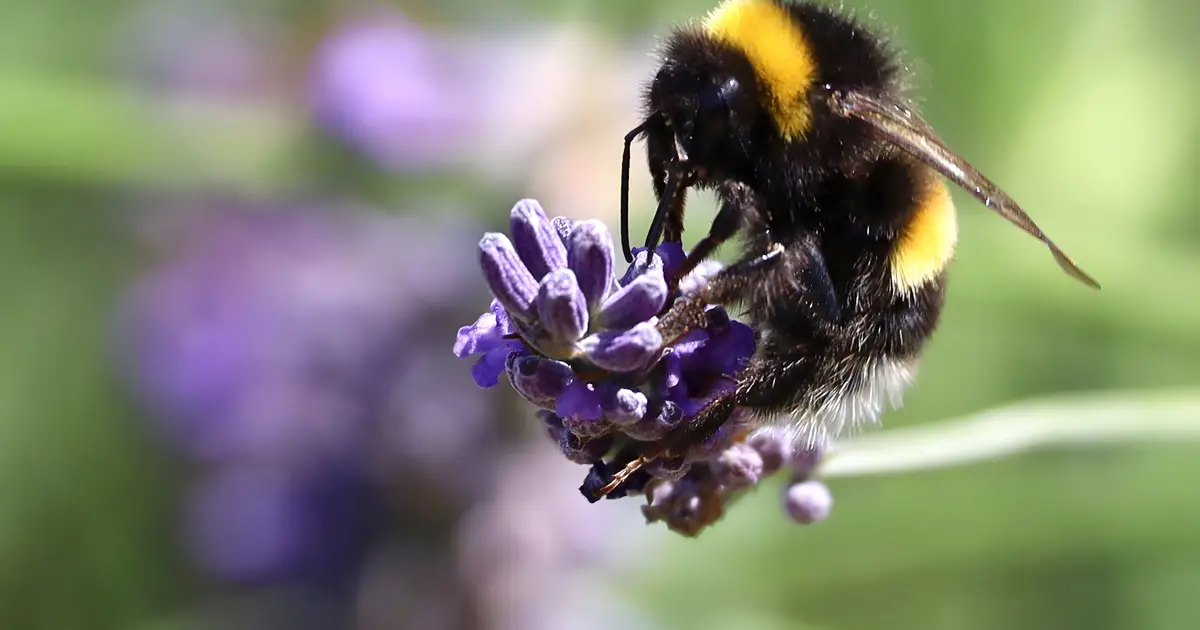 Stress gives bees sharper vision and faster reactions, researchers discover