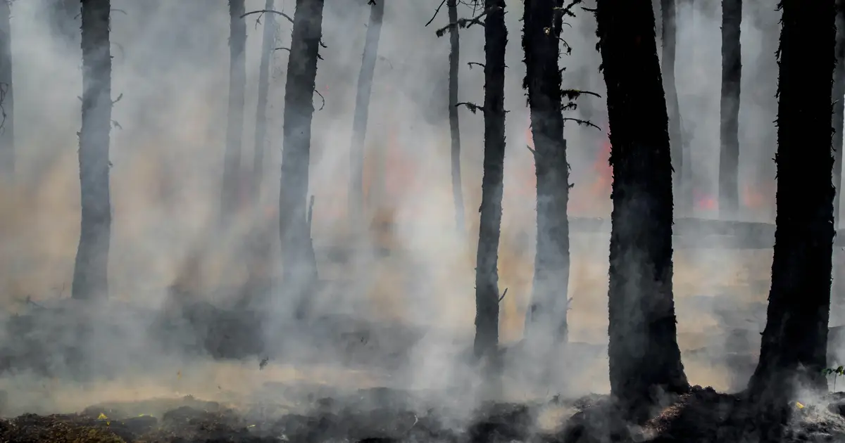 Bushfire simulation reveals green strategy that could cut Australia's fire threat
