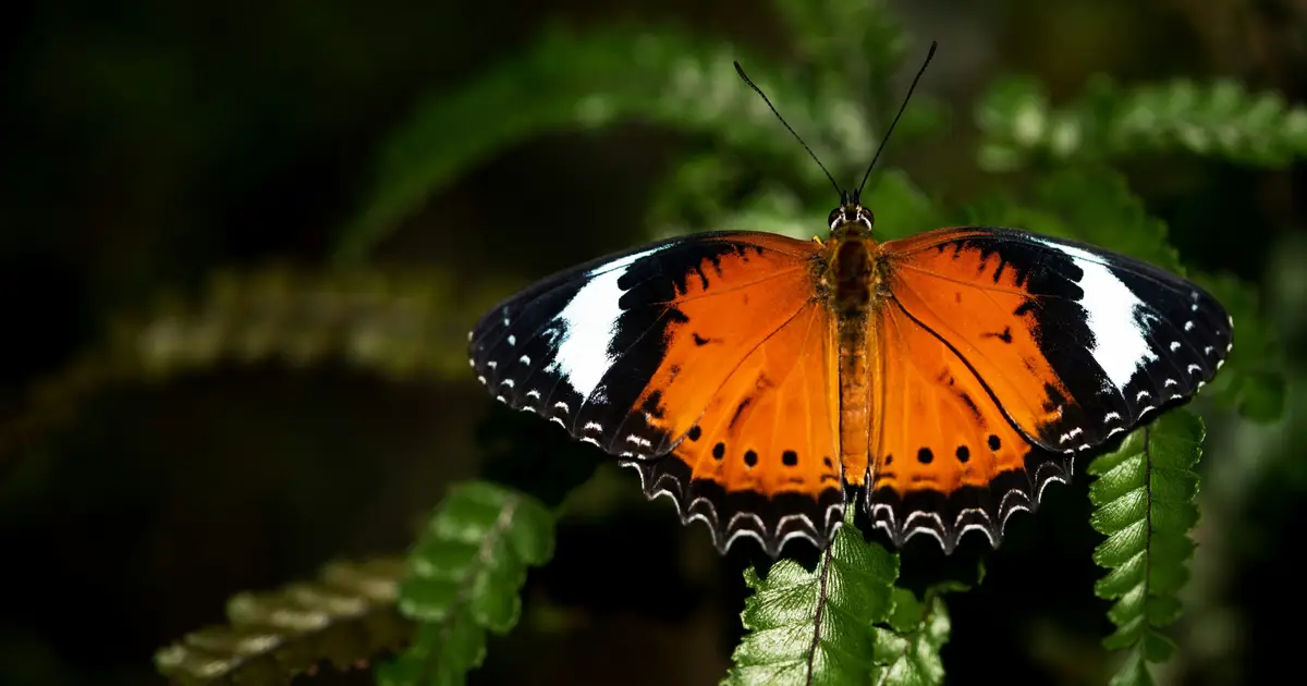 Butterfly effects of climate change