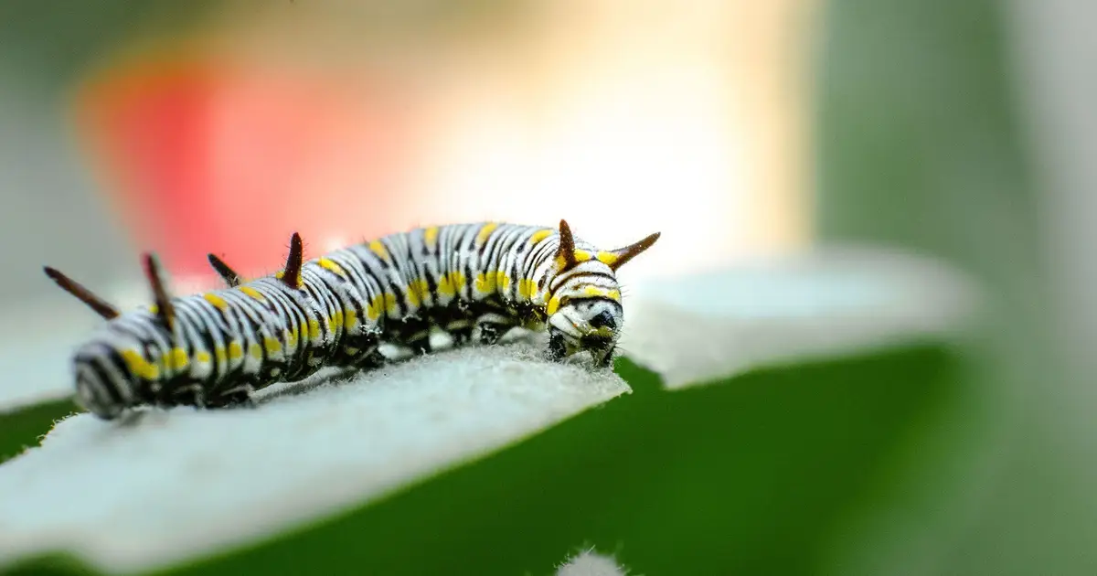 Plant diversity may explain why some caterpillars are fussy about their food