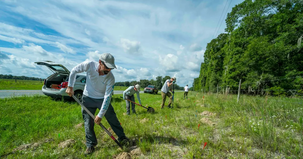 Butterfly experts are planting 15,000 milkweed plants along Florida roadsides to help monarchs