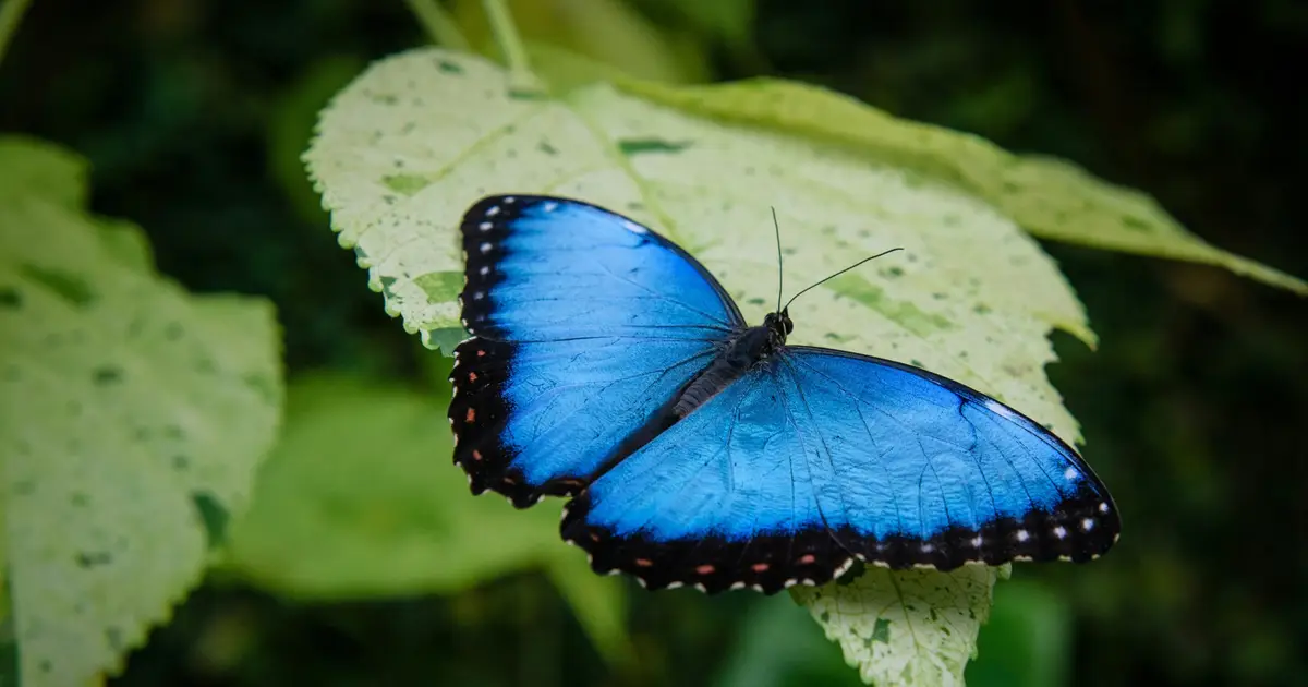 Butterfly ranges shift worldwide amid climate change, with most species expanding their reach