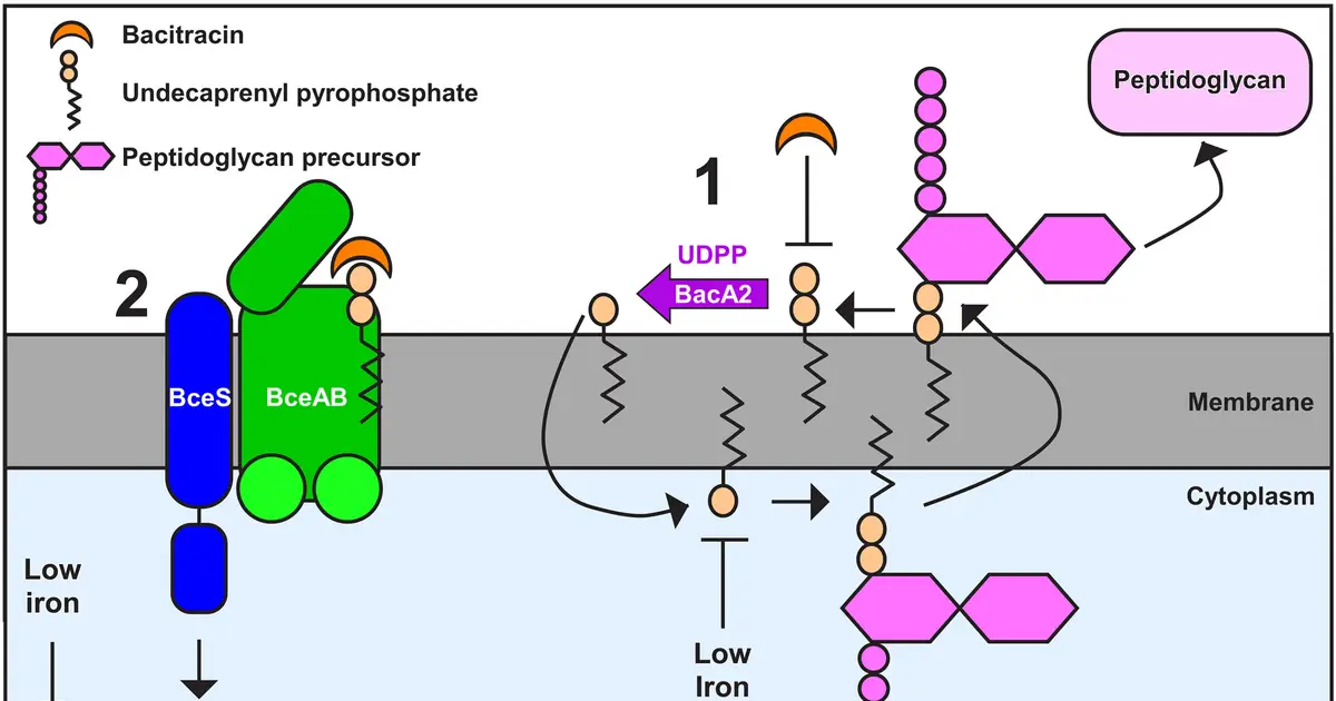 C. diff coordinates threat response to survive in gut, study finds