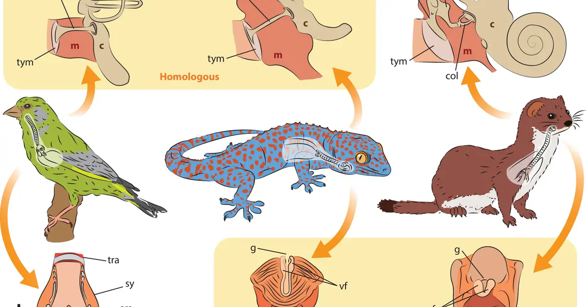 Gharial pop patterns and gecko calls uncover reptiles' overlooked social communication