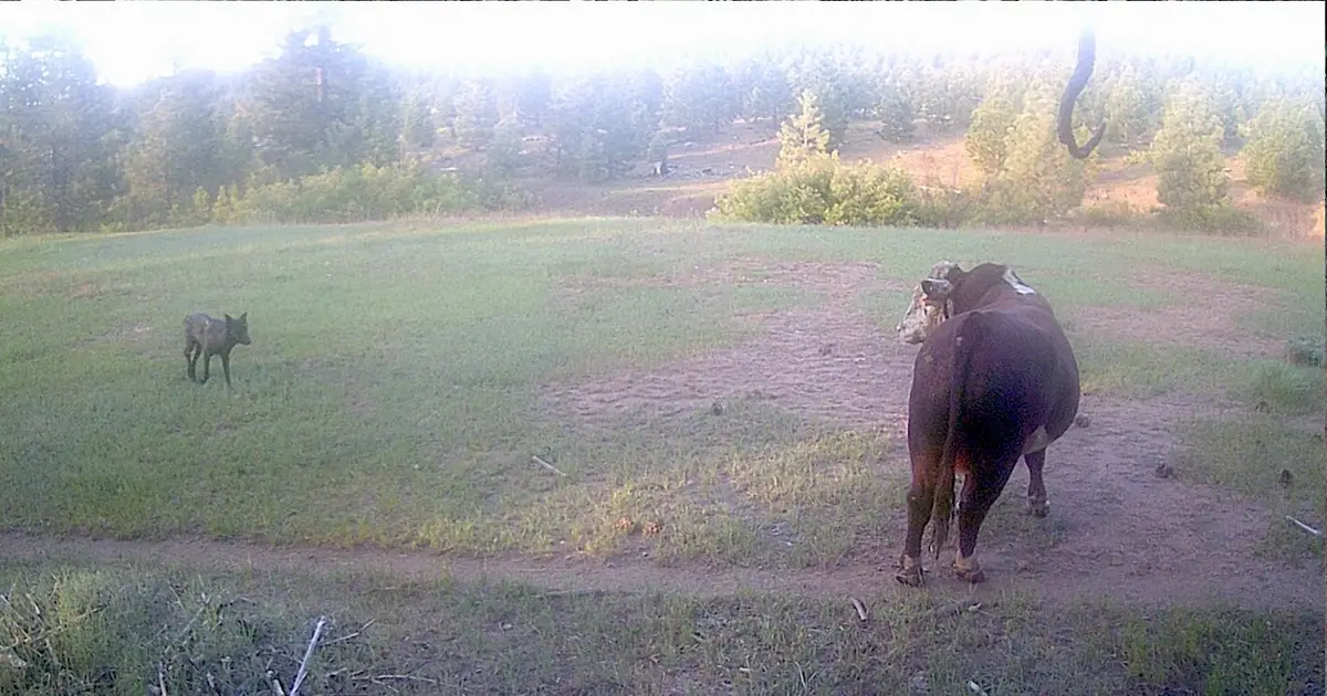 California wolves feed heavily on cattle and their presence causes significant stress among livestock