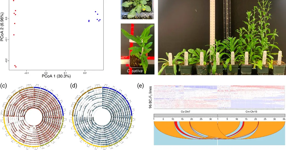 Camelina genome analysis reveals how wild relatives could expand crop breeding options