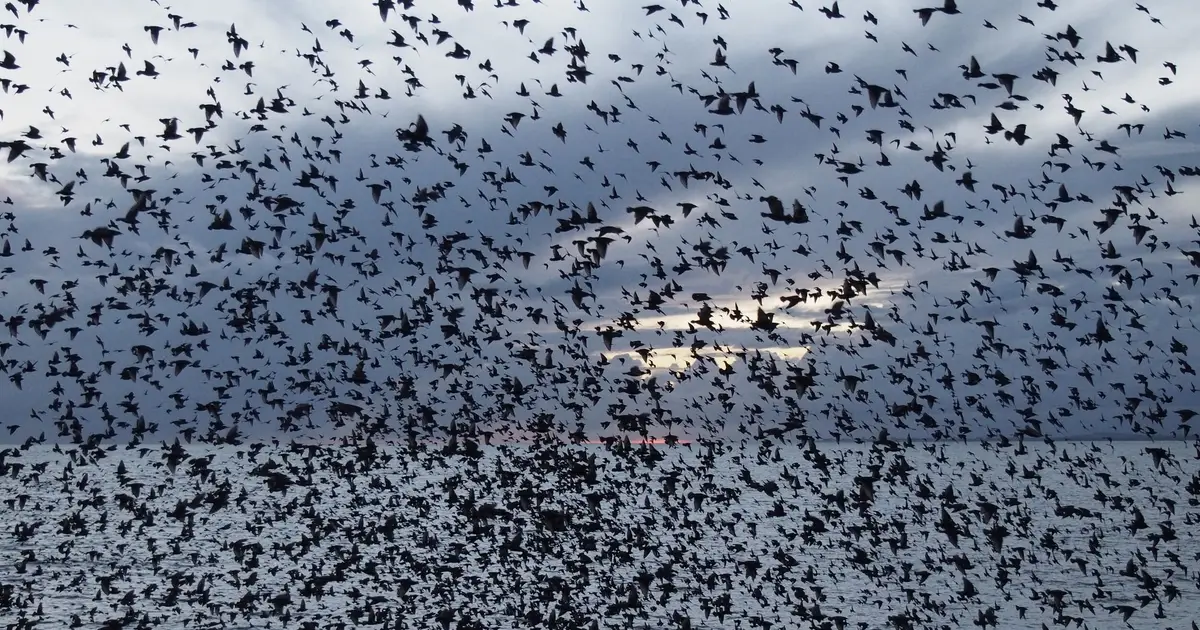 Camera system sheds new light on bird collisions at sea