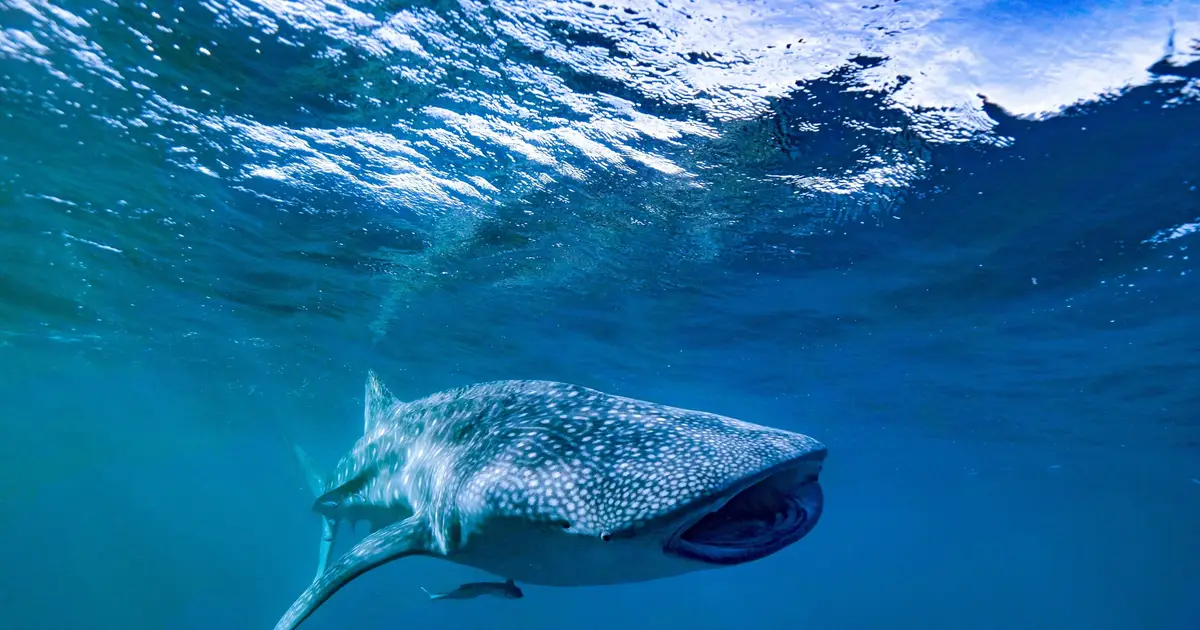 Cameras on whale sharks reveal they are the snackers of the sea