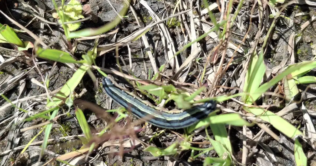 Can a newly discovered soil fungus stop the devastating African armyworm when chemicals have failed?