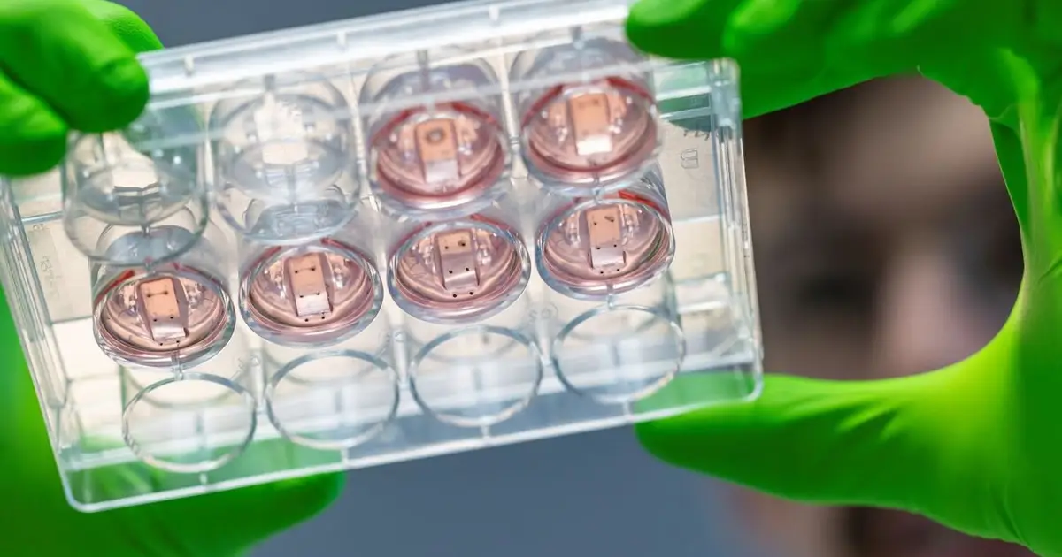 Can exercise do more harm than good? Mini-heart research is uncovering new answers
