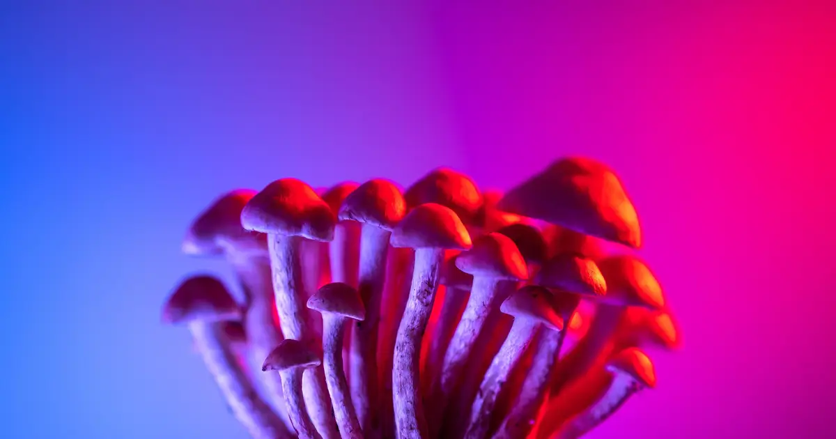 Can psychedelics soothe an overactive immune system? New meta-analysis investigates