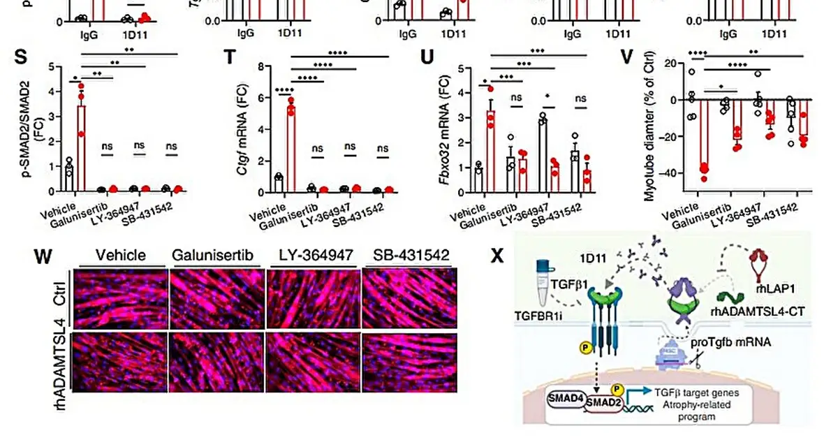 Cancer cachexia: How a tumor protein drives wasting in the body