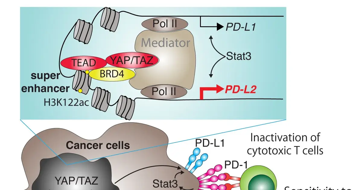 Cancer-promoting proteins may make tumors easier to spot... but also help them evade immune attack