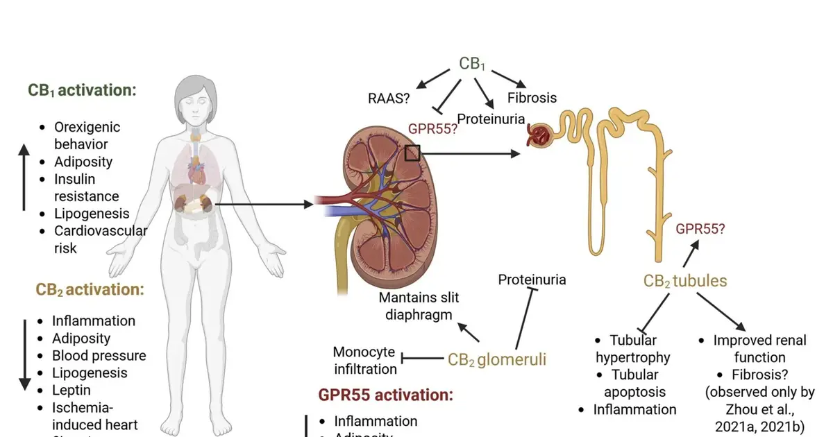 Cannabinoid pathways may offer targets for kidney disease as CKD affects 850 million people