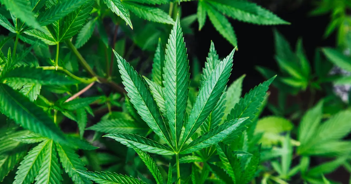 One in nine older adults who use cannabis may meet criteria for cannabis use disorder