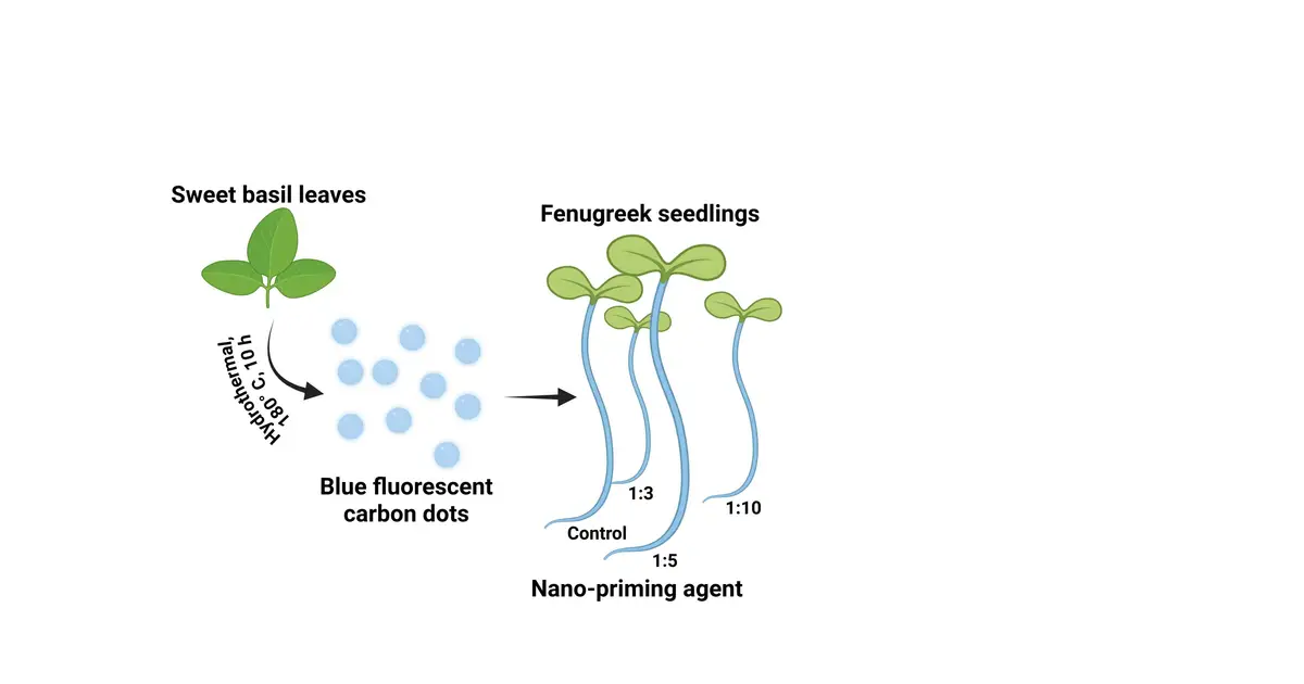 Sweet basil carbon dots show potential for sustainable agriculture