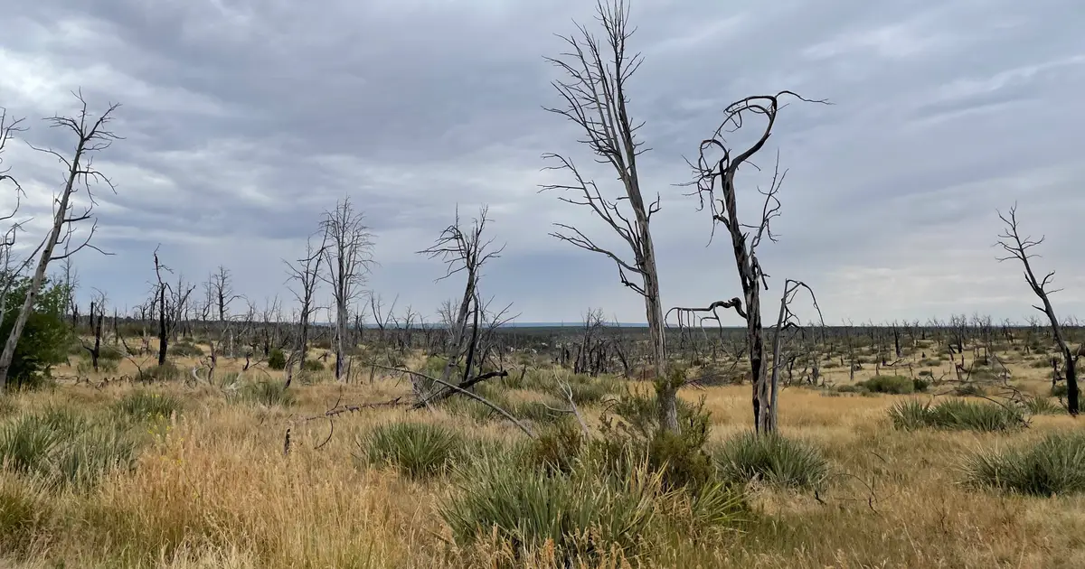 Carbon markets underestimate the risks U.S. forests face from climate change, researchers warn