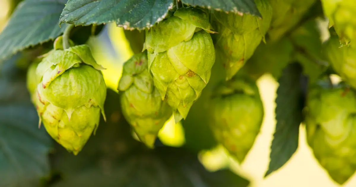 Carbonation, hops and pH: Why safer non-alcoholic beer needs more than bubbles